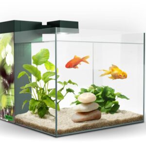 ACUARIO ZENEO 30 OBSESION***