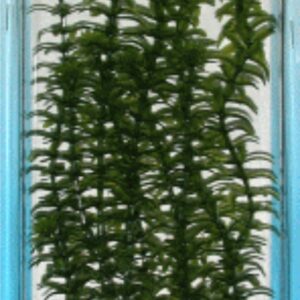 PLANTA ANACHARIS PLUS,20-25 CM. ***