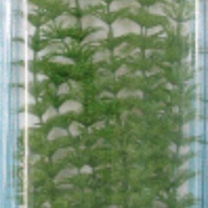 PLANTA AMBULIA PLUS (46CM)