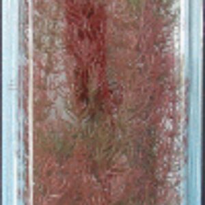 PLANTA FOXTAIL PLUS (46CM)
