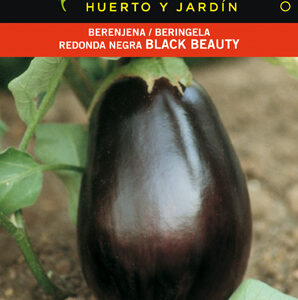 BERENJENA REDONDA BLACK BEAUTY