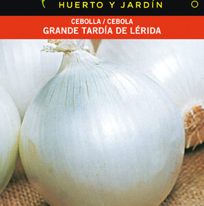 CEBOLLA GRANDE TARDIA DE LERIDA SOBRE
