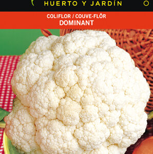 COLIFLOR DOMINANT BLANQUITA